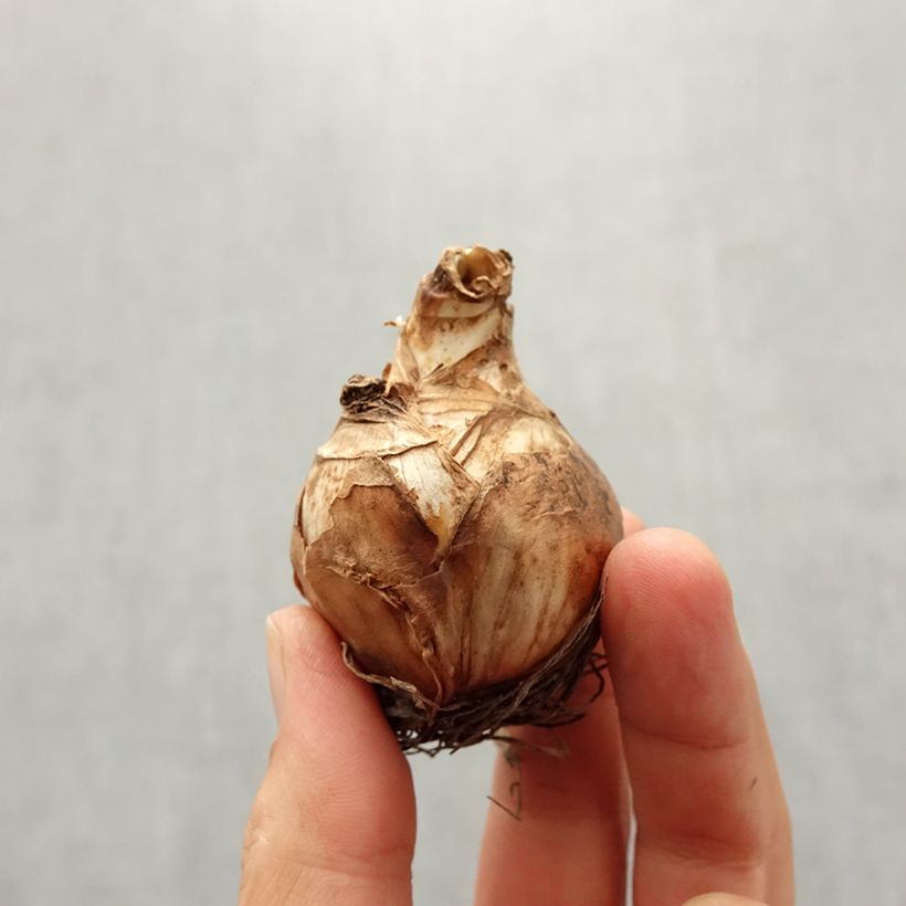 Spécimen de Narcisse Obdam  Bulbe calibre 14/16 tel que livré en automne