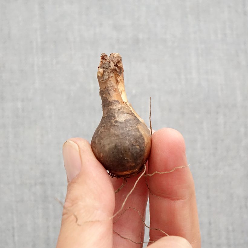 Spécimen de Narcisse odorus Campernelle Bulbe calibre 10+ tel que livré en automne