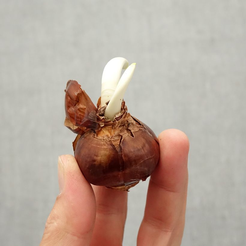 Spécimen de Narcisse Paperwhite - Narcissus papyraceus Bulbe calibre 13 tel que livré en automne