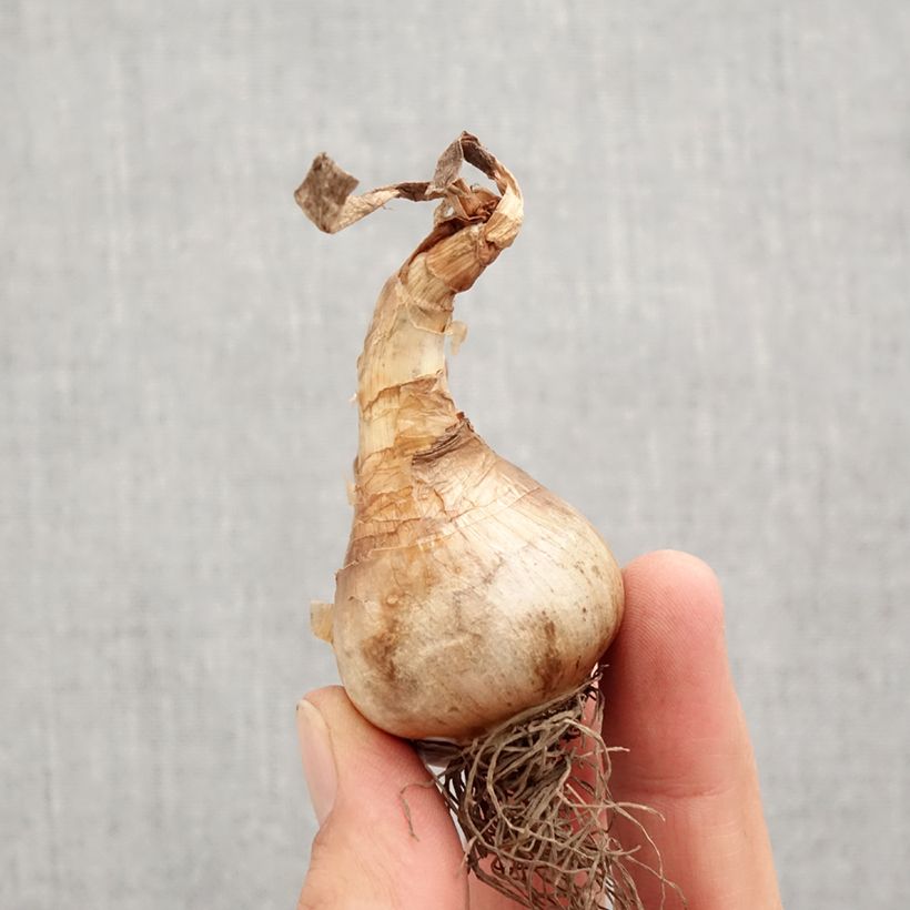 Spécimen de Narcisse papillon Apricot Whirl Bulbe calibre 12+ tel que livré en automne