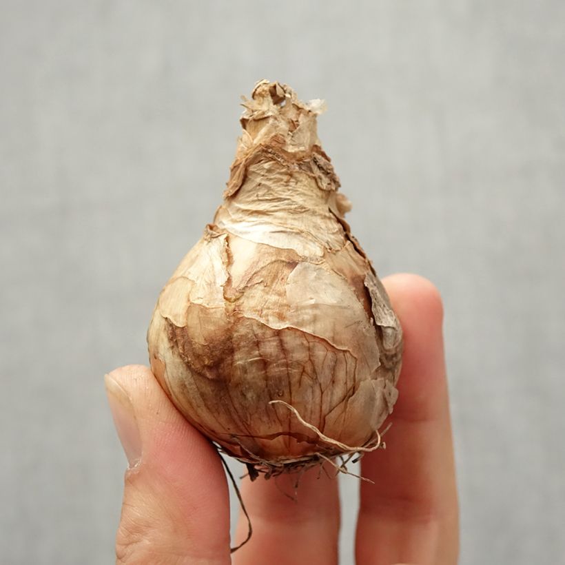 Spécimen de Narcisse Peach Cobbler Bulbe calibre 12/14 tel que livré en automne