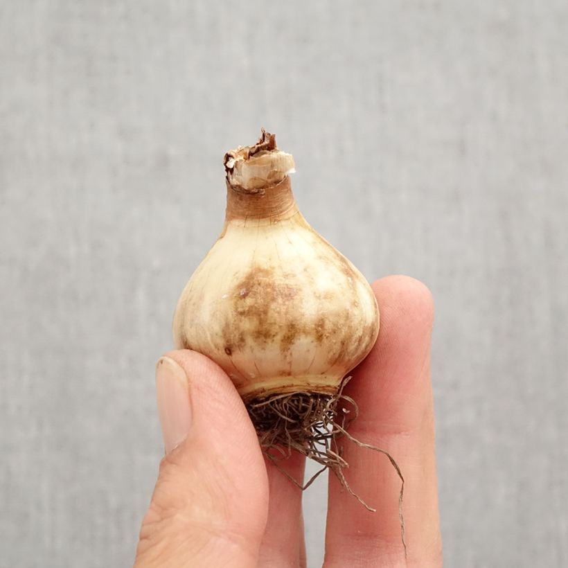 Spécimen de Narcisse Peach Swirl Bulbe calibre 12+ tel que livré en automne