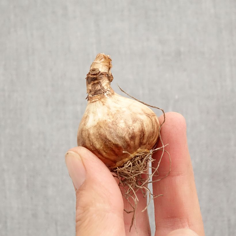 Spécimen de Narcisse Peeping Jenny Bulbe calibre 12+ tel que livré en automne