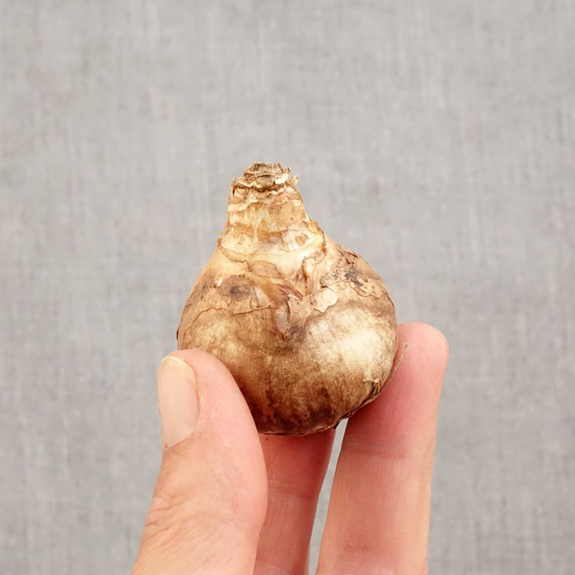 Spécimen de Narcisse Peeping Tom Bulbe calibre 14/16 tel que livré en automne