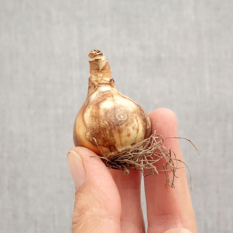 Spécimen de Narcisse Petit Four   Bulbe calibre 12+ tel que livré en automne