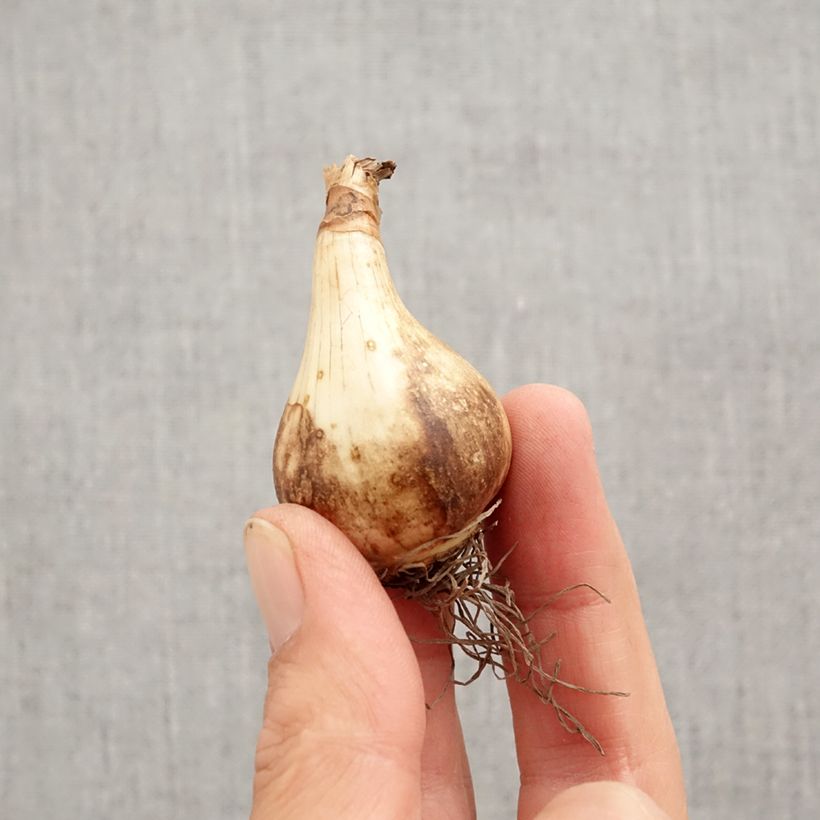 Spécimen de Narcisse Pink Pride Bulbe calibre 12+ tel que livré en automne