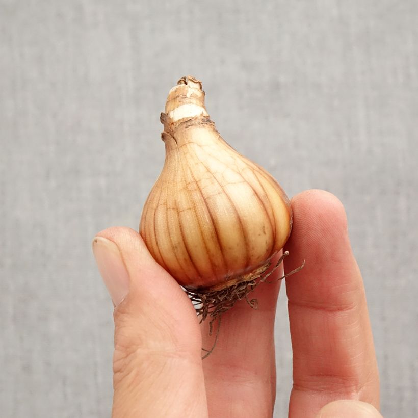 Spécimen de Narcisse poeticus Albus Plenus Odoratus Bulbe calibre 12+ tel que livré en automne