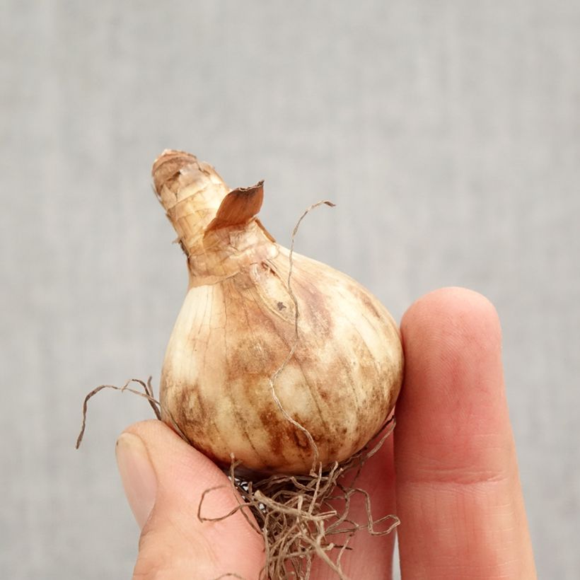 Spécimen de Narcisse pseudonarcissus Obvallaris Bulbe calibre 12+ tel que livré en automne