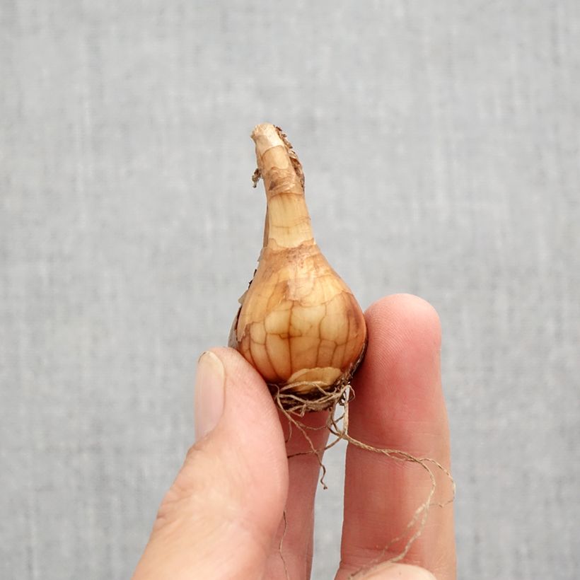 Spécimen de Narcisse Pueblo Bulbe calibre 10+ tel que livré en automne