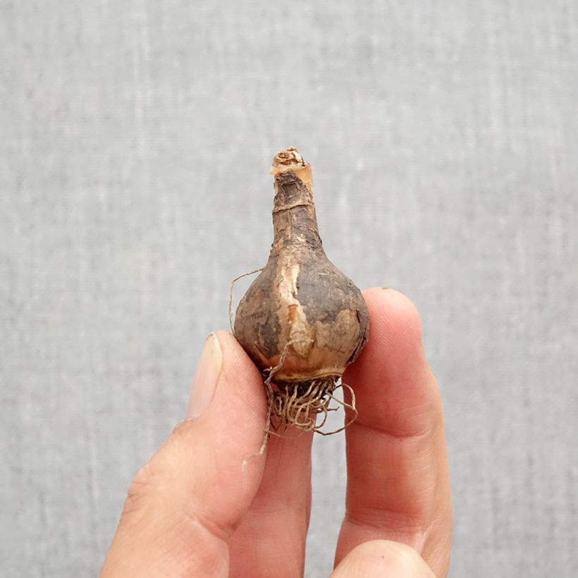 Spécimen de Narcisse Quail Bulbe calibre 10+ tel que livré en automne