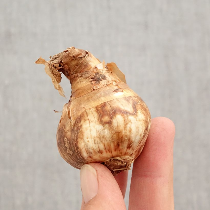 Spécimen de Narcisse Red Devon Bulbe calibre 14/16 tel que livré en automne