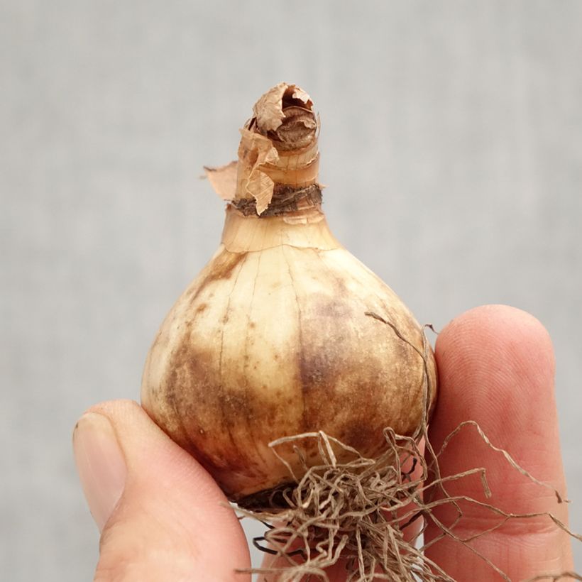 Spécimen de Narcisse Ringtone Bulbe calibre 12+ tel que livré en automne