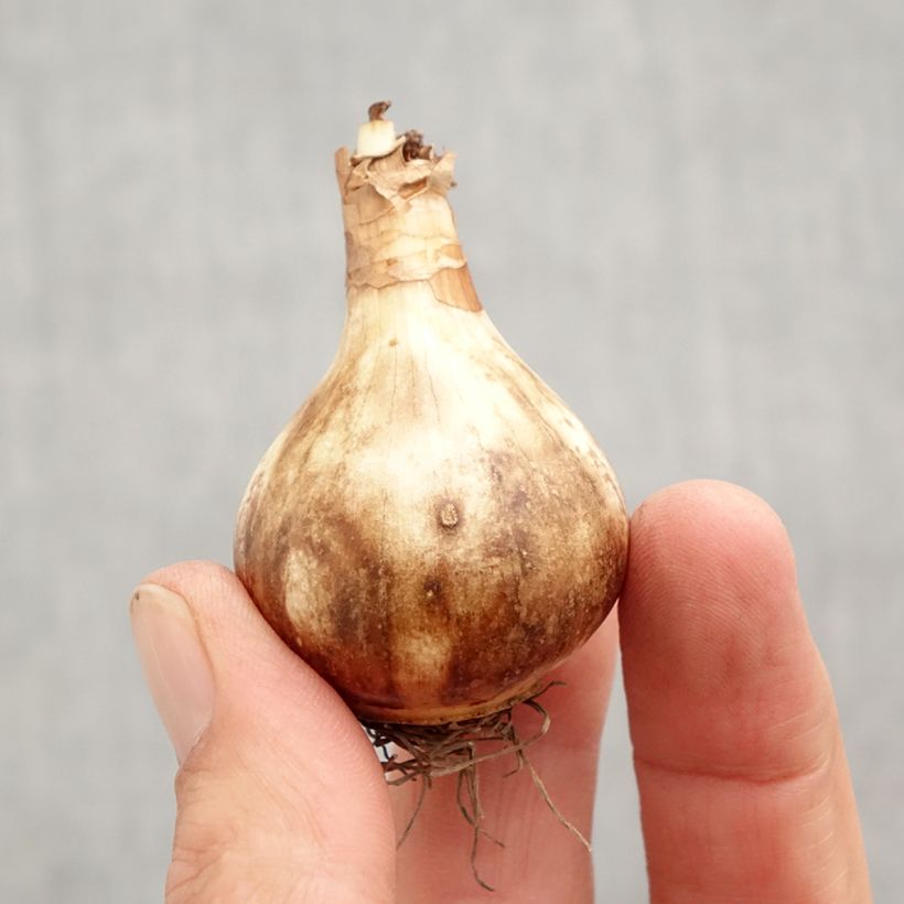 Spécimen de Narcisse Rose of May Bulbe calibre 12+ tel que livré en automne