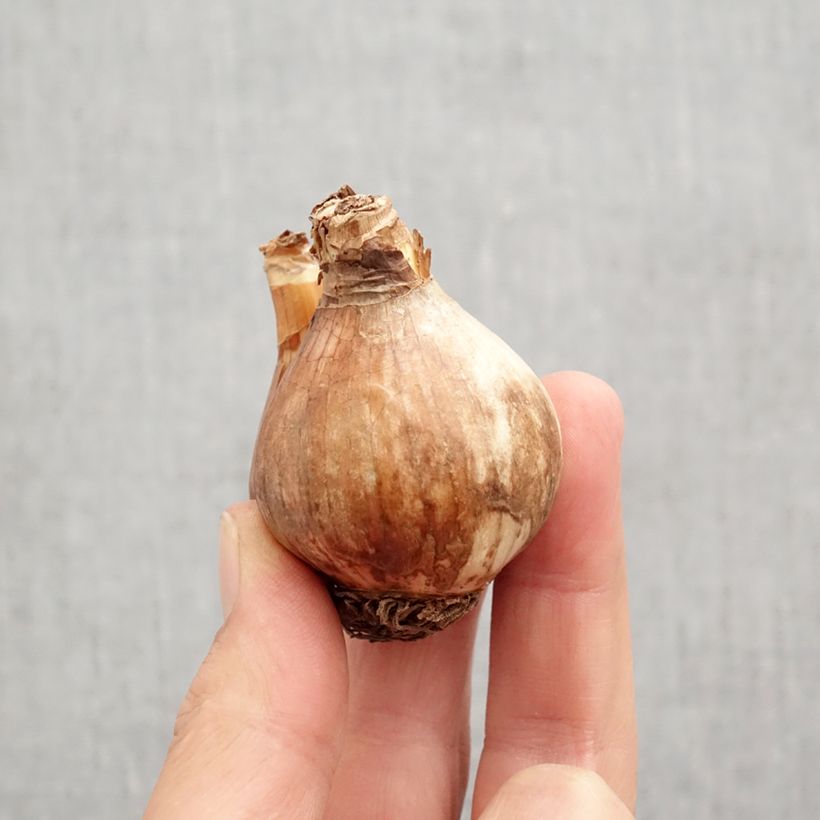 Spécimen de Narcisse Sabatini Bulbe calibre 12/14 tel que livré en automne