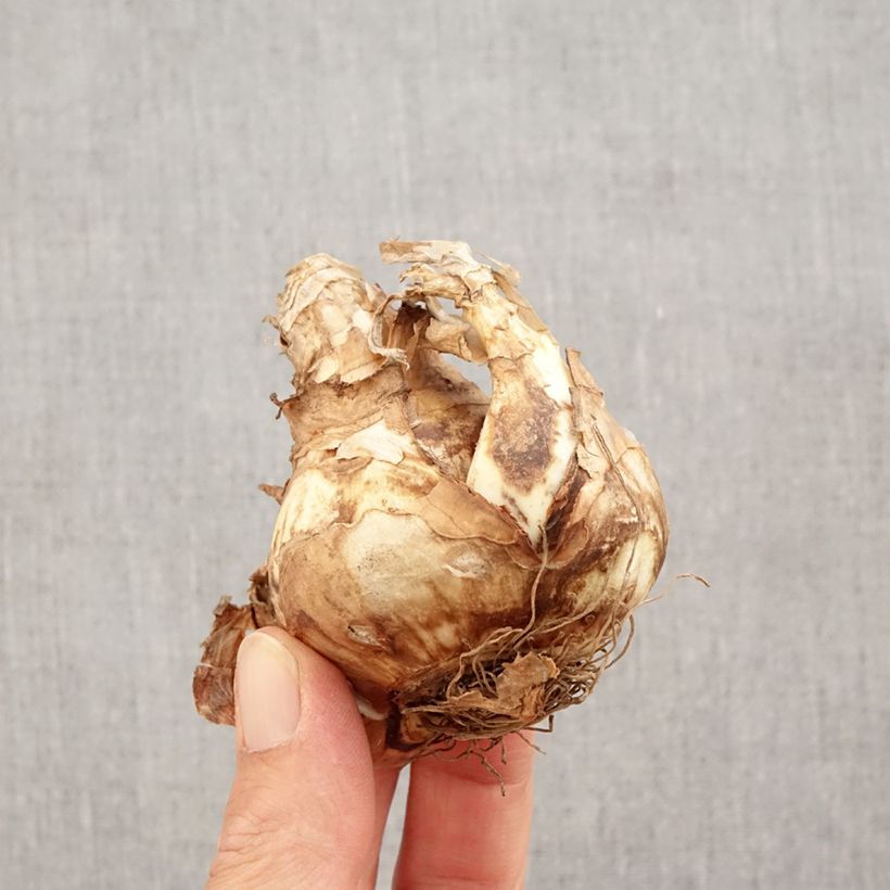 Spécimen de Narcisse Sagitta Bulbe calibre 14+ tel que livré en automne