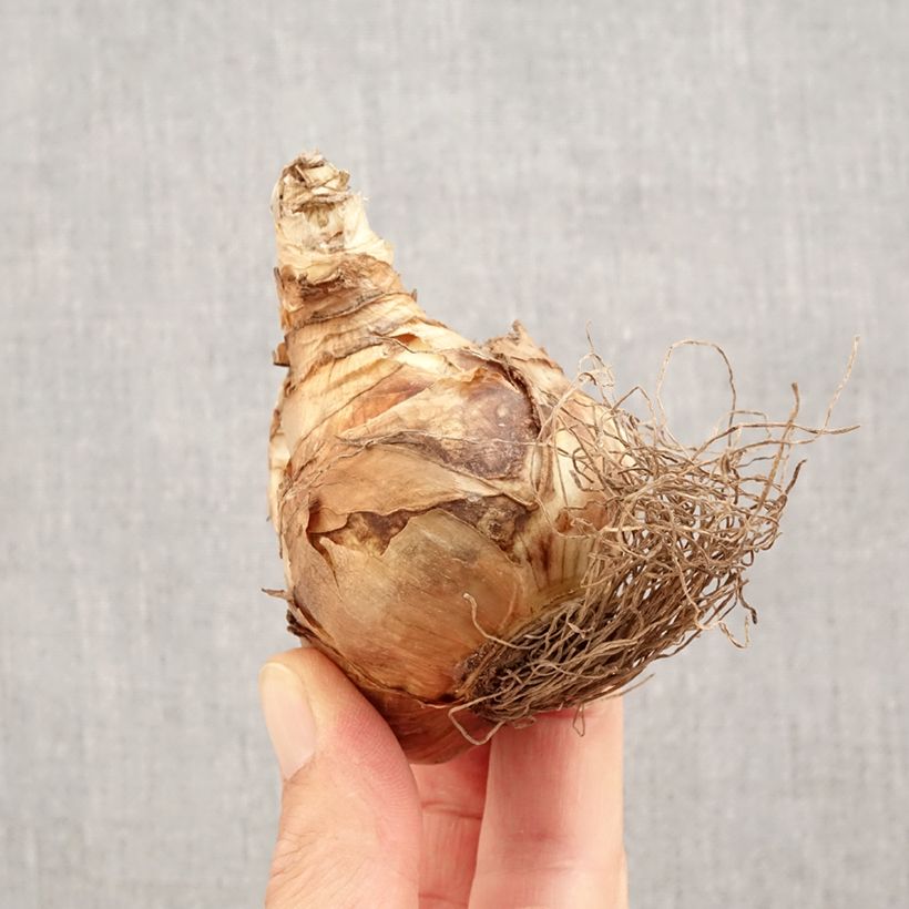 Spécimen de Narcisse Snowtip Bulbe calibre 14+ tel que livré en automne