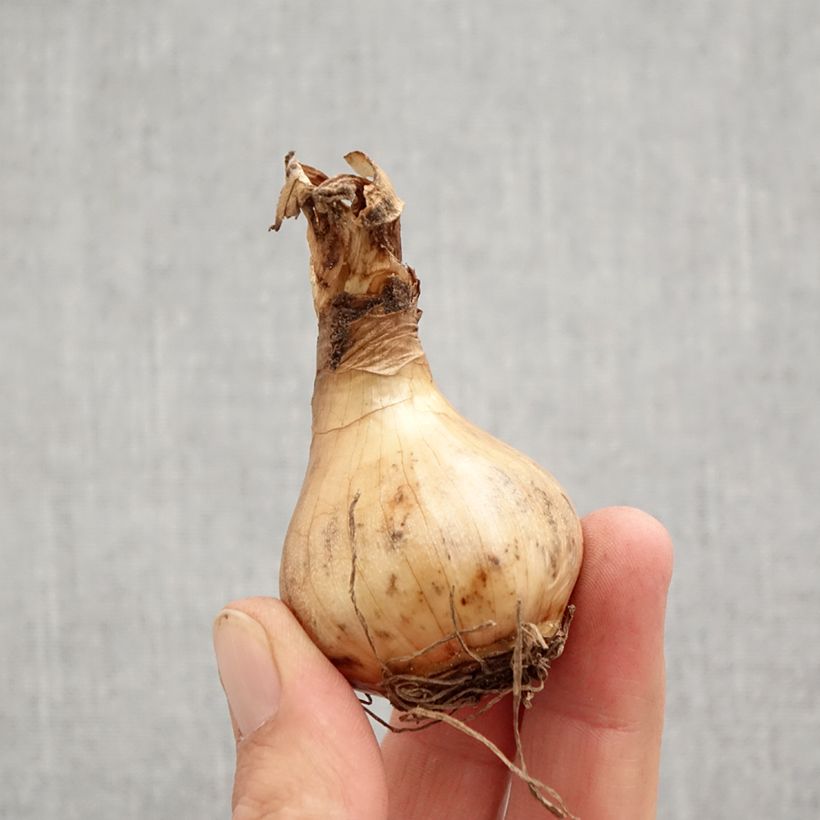 Spécimen de Narcisse Sorbet Bulbe calibre 12+ tel que livré en automne