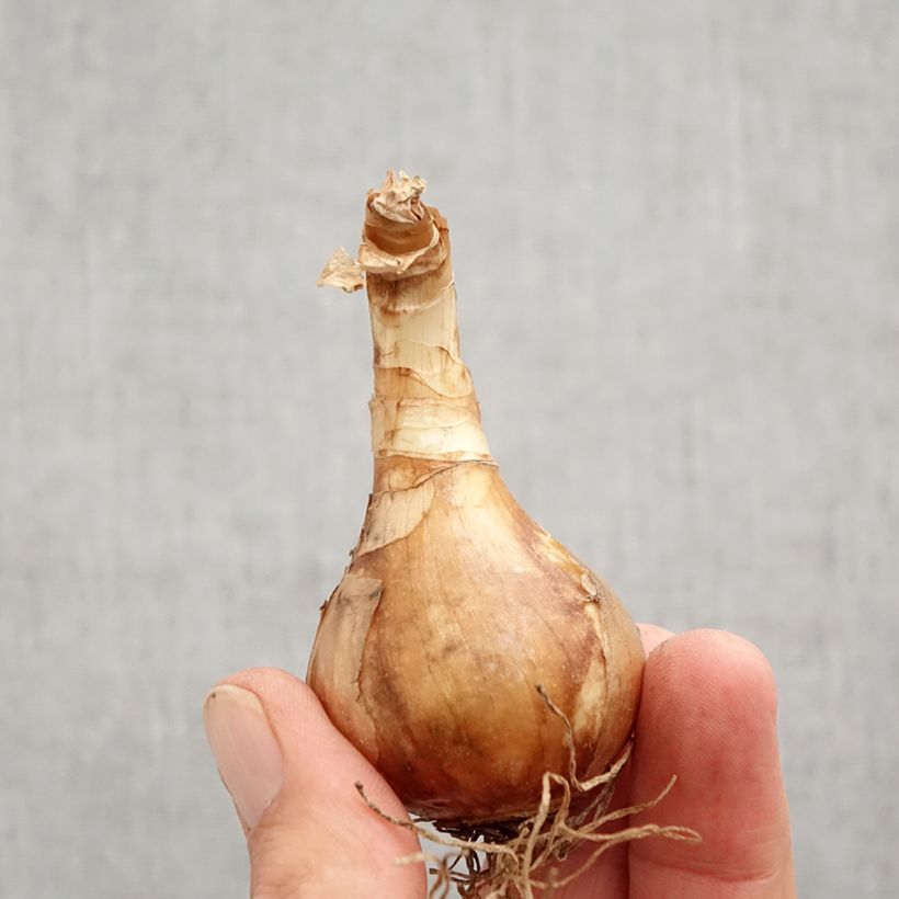 Spécimen de Narcisse Spring Sunshine Bulbe calibre 12+ tel que livré en automne