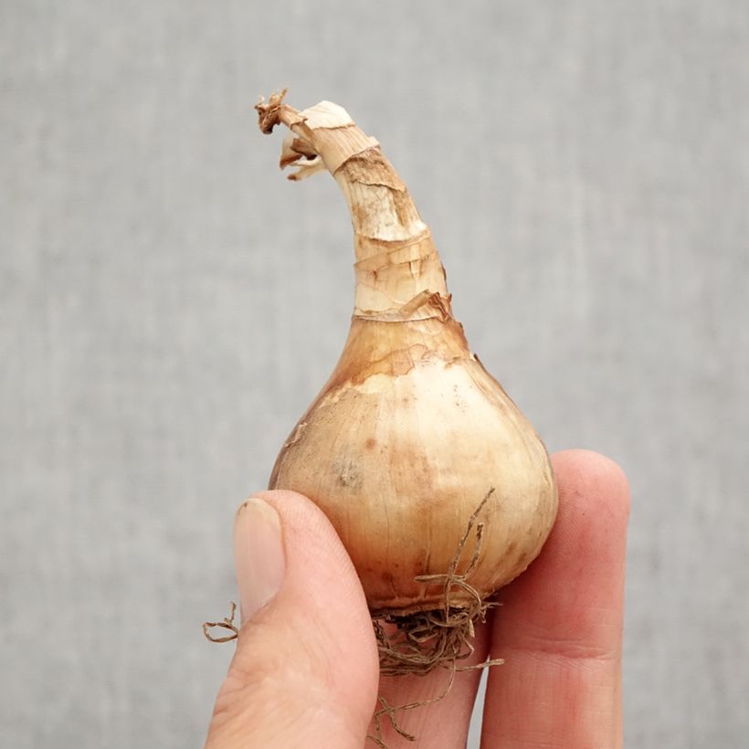 Spécimen de Narcisse Stint Bulbe calibre 12+ tel que livré en automne