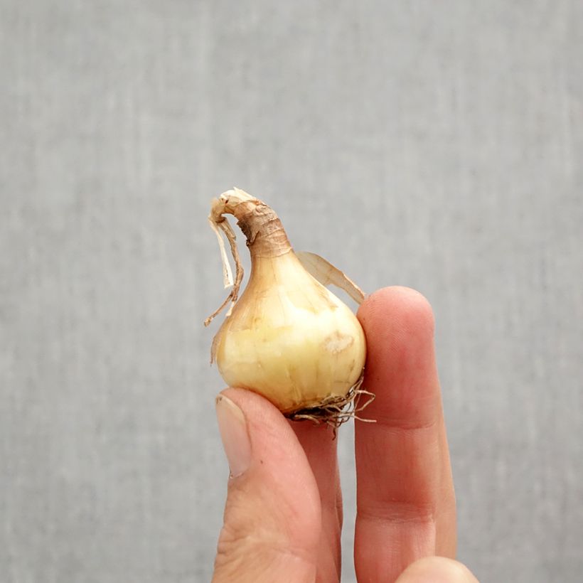 Spécimen de Narcisse Sun Disc Bulbe calibre 10+ tel que livré en automne