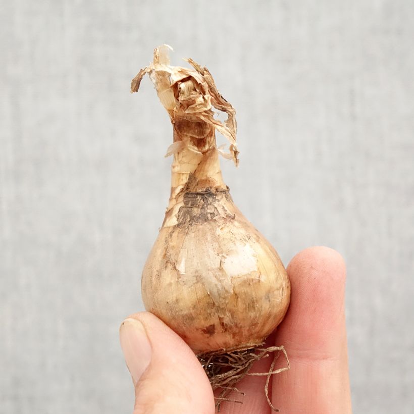 Spécimen de Narcisse Suzy Bulbe calibre 12+ tel que livré en automne