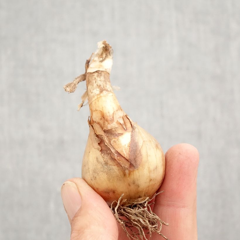 Spécimen de Narcisse Sweet Desire Bulbe calibre 12+ tel que livré en automne