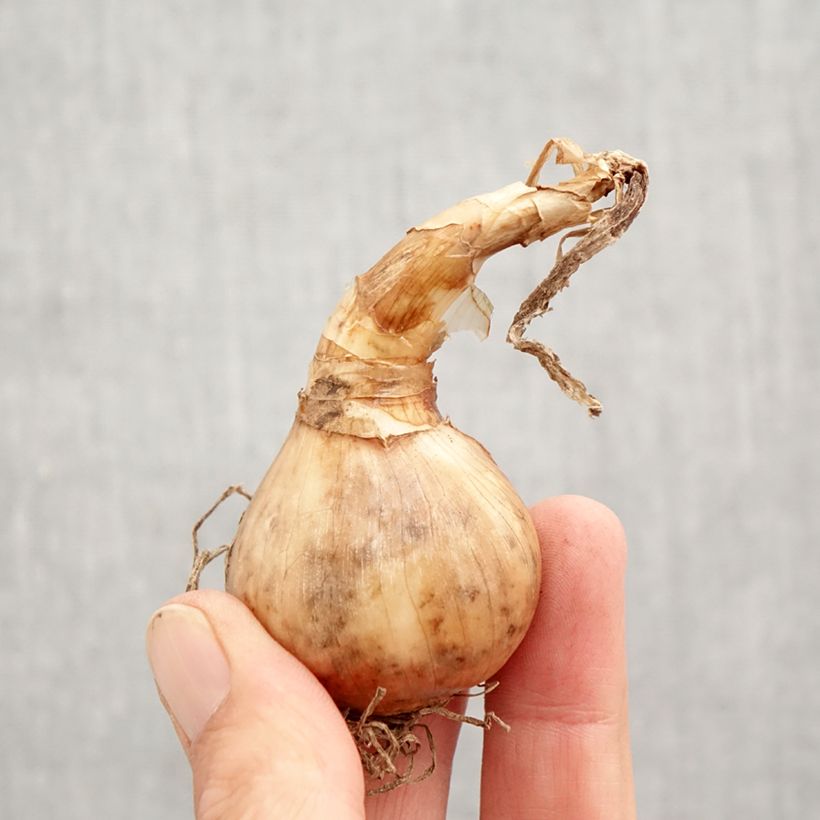 Spécimen de Narcisse tazetta Laurens Koster Bulbe calibre 12+ tel que livré en automne