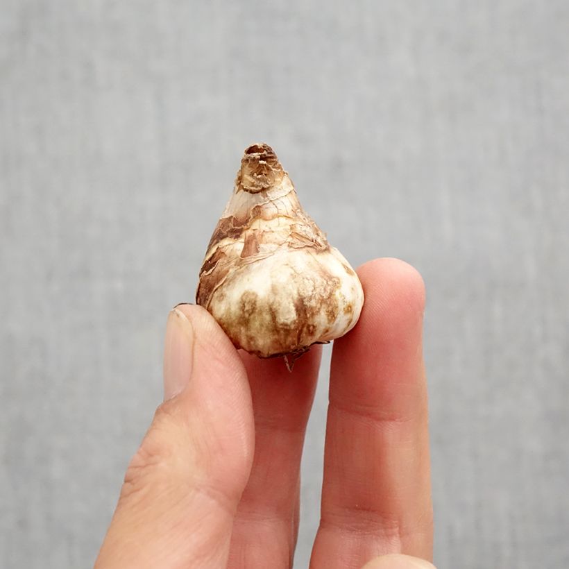 Spécimen de Narcisse Tête Bouclée Bulbe calibre 10 tel que livré en automne