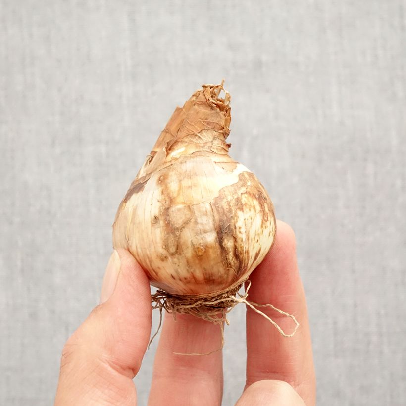 Spécimen de Narcisse Tickled Pinkeen Bulbe calibre 12+ tel que livré en automne