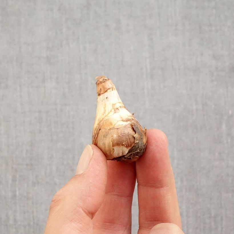 Spécimen de Narcisse Topolino Bulbe calibre 8+ tel que livré en automne