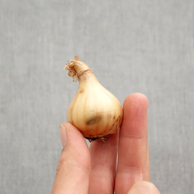 Spécimen de Narcisse triandrus Hawera Bulbe calibre 10+ tel que livré en automne