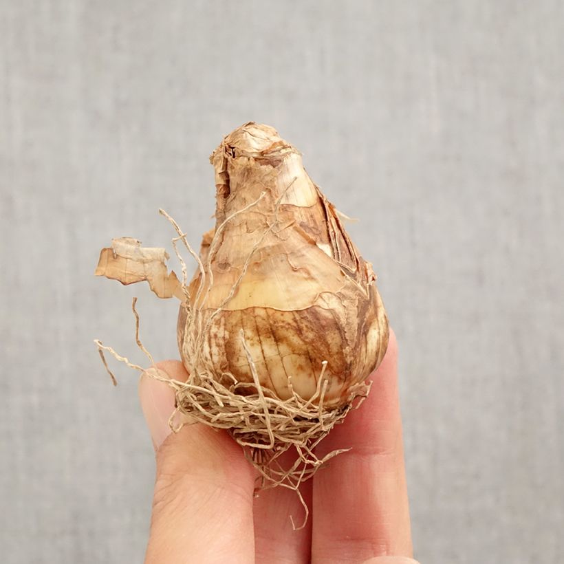 Spécimen de Narcisse triandrus Thalia Bulbe calibre 12+ tel que livré en automne