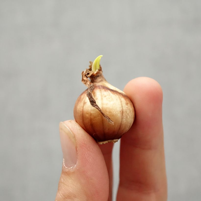 Spécimen de Narcisse Twinkling Yellow Bulbe calibre 8+ tel que livré en automne