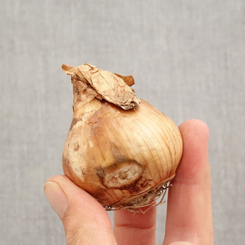 Spécimen de Narcisse Walz Bulbe calibre 12+ tel que livré en automne