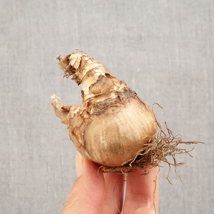 Spécimen de Narcisse Westward Bulbe calibre 14+ tel que livré en automne