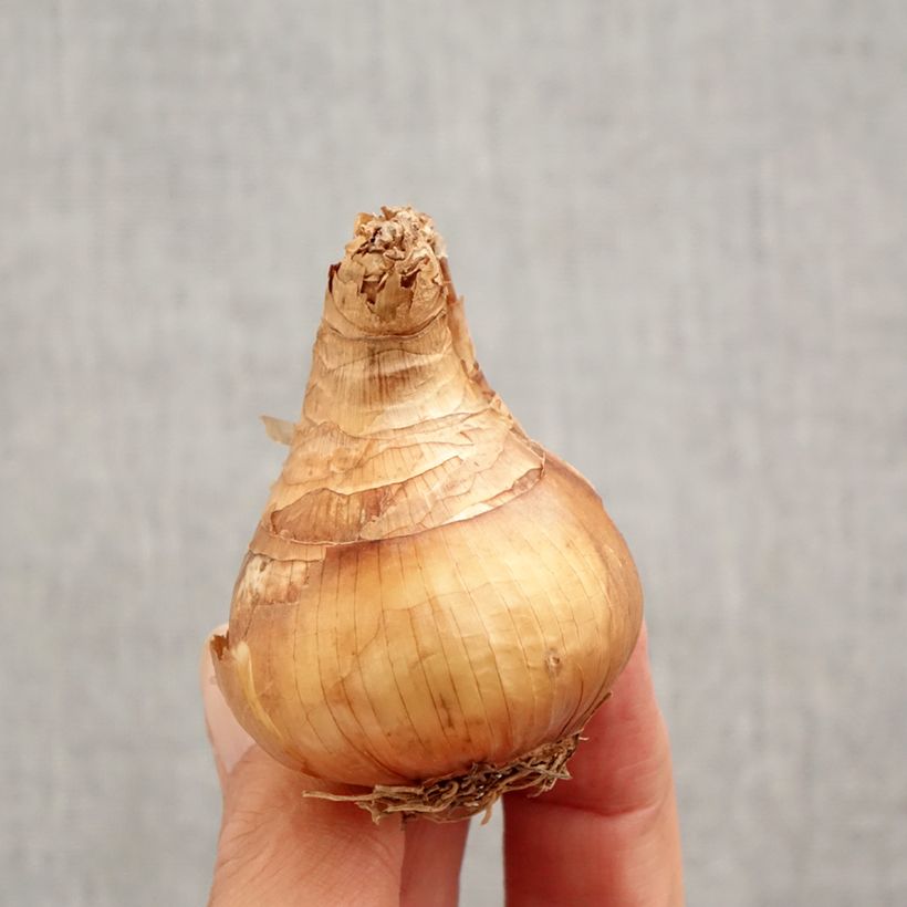 Spécimen de Narcisse Yellow Cheerfulness Bulbe calibre 12+ tel que livré en automne