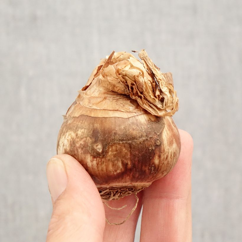 Spécimen de Narcisses Sélection Schryve Bulbe calibre 12+ tel que livré en automne