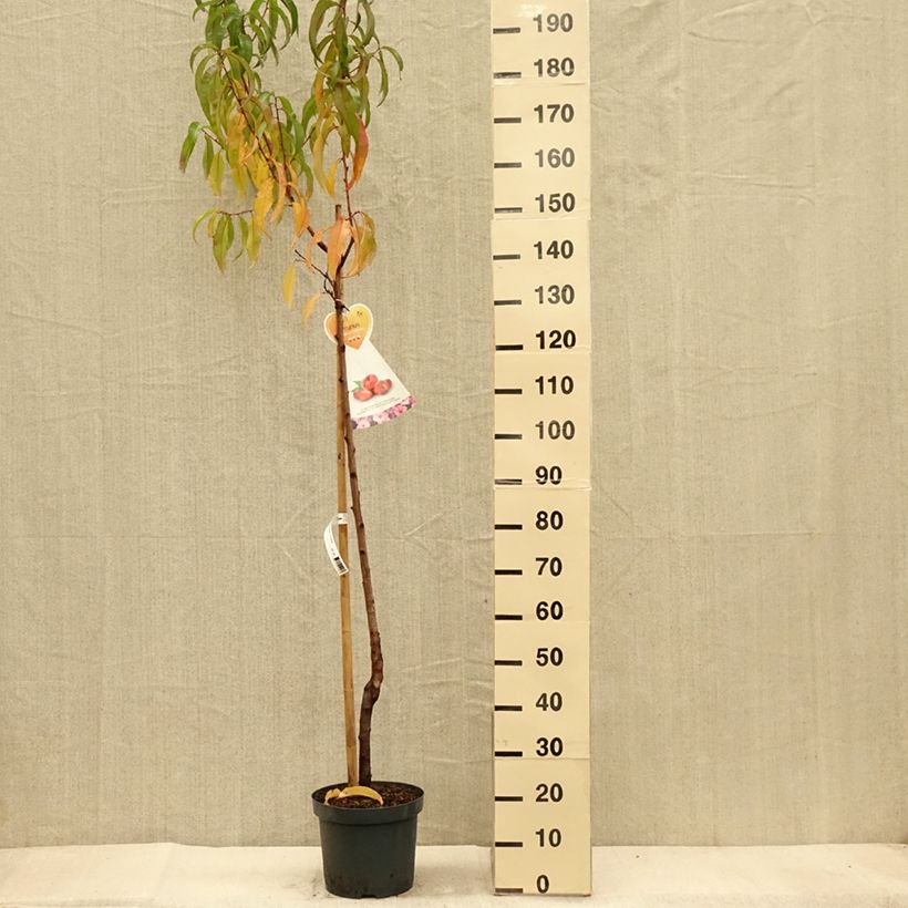 Spécimen de Nectarinier à fruits plats Flateryna - Prunus persica nucipersica Pot de 7,5L/10L, Demi-Tige tel que livré en automne