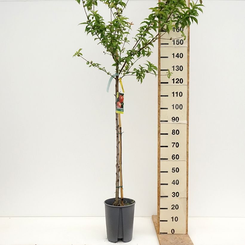 Spécimen de Nectarinier Fantasia Pot de 7,5L/10L, Demi-Tige tel que livré au printemps