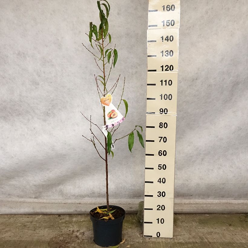 Spécimen de Nectarinier Flavor Top - Prunus persica nucipersica  Pot de 7,5L/10L, Gobelet tel que livré en automne