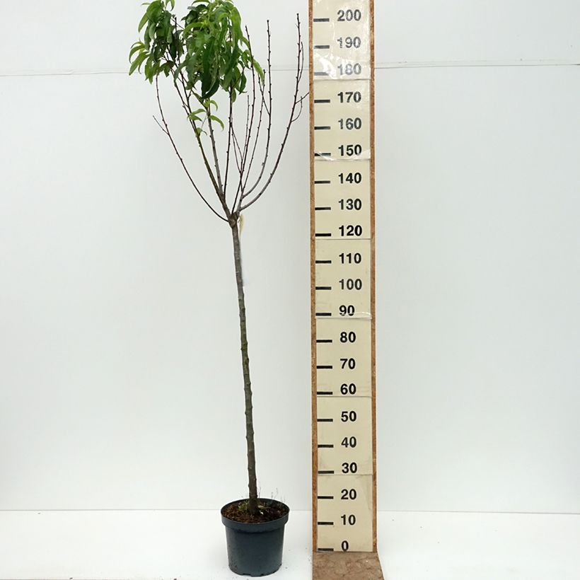 Spécimen de Nectarinier Flavor Top - Prunus persica nucipersica  Pot de 7,5L/10L, Demi-Tige tel que livré en été