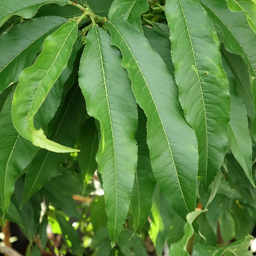 Nectarinier nain Nectarella - Georges Delbard (Feuillage)