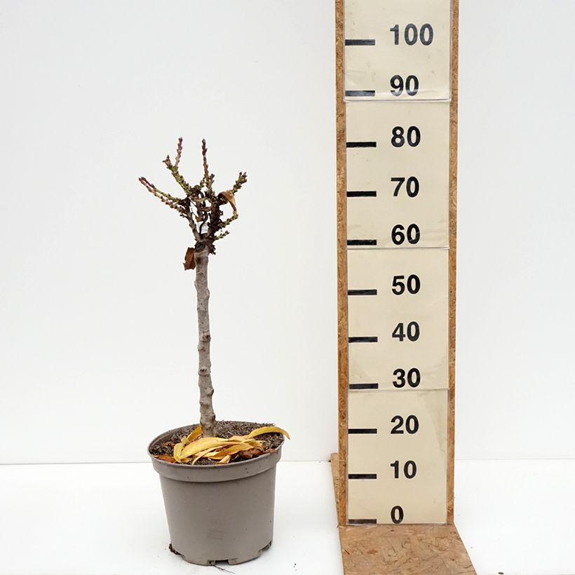Spécimen de Nectarinier nain Nectarella - Georges Delbard Pot de 7,5L/10L, 1/4 de tige, Tronc de 30/40cm tel que livré en automne