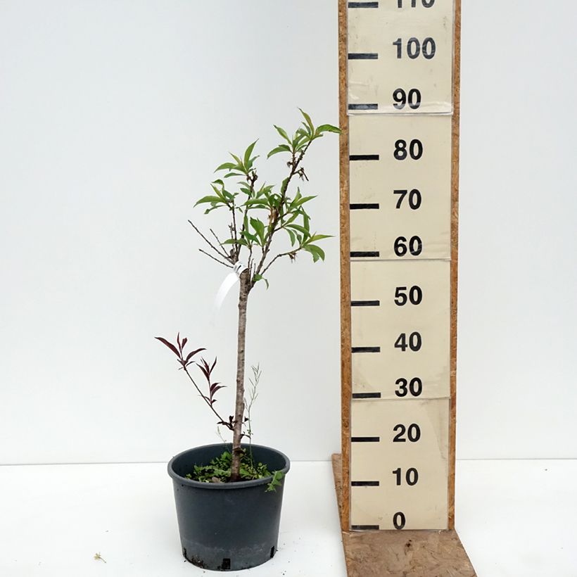 Spécimen de Nectarinier nain Nectarella - Georges Delbard Pot de 7,5L/10L, 1/4 de tige, Tronc de 30/40cm tel que livré au printemps