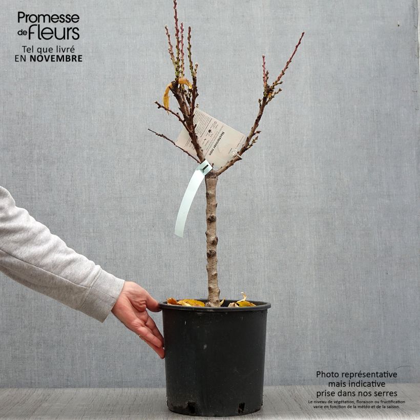 Spécimen de Nectarinier nain Rubis Necta Zee Pot de 7,5L/10L, 1/4 de tige, Tige de 40 cm tel que livré en automne