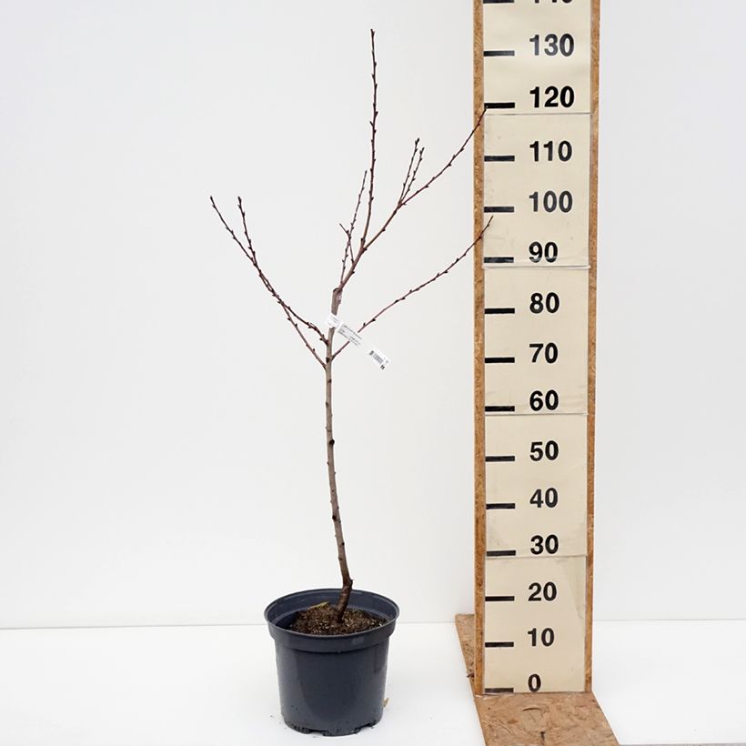 Spécimen de Nectarinier - Prunus persica nucipersica Nectarose Pot de 7,5L/10L, Gobelet tel que livré en automne