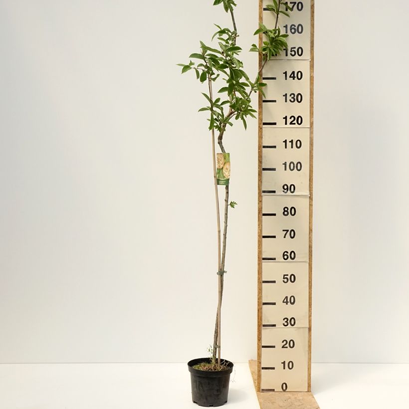 Spécimen de Néflier Géant de Breda - Mespilus germanica Bredase Reus Pot de 4L/5L, Tige, Tige de 100 cm tel que livré au printemps