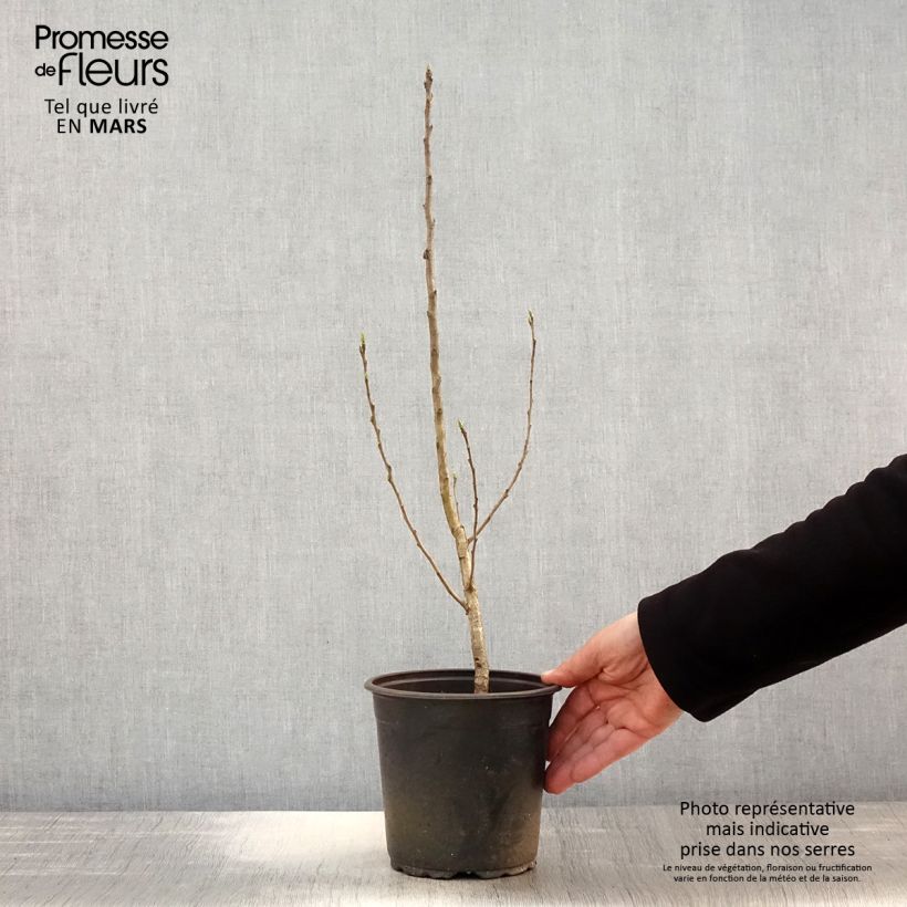 Example of Néflier - Mespilus germanica Pot de 2L/3L as you get in printemps