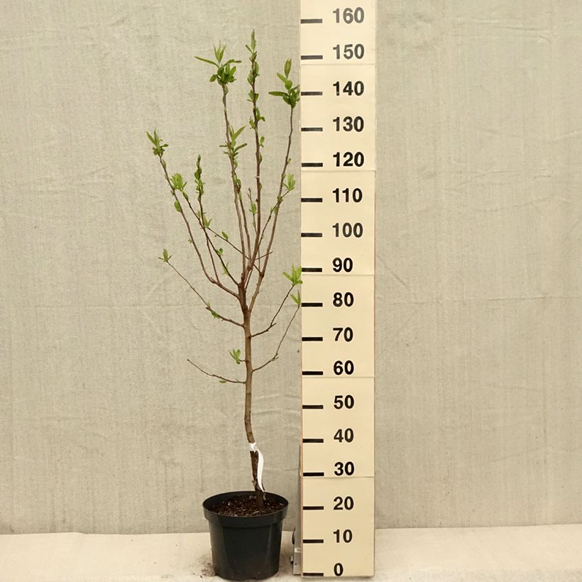Example of Néflier - Mespilus germanica Pot de 4L/5L as you get in printemps