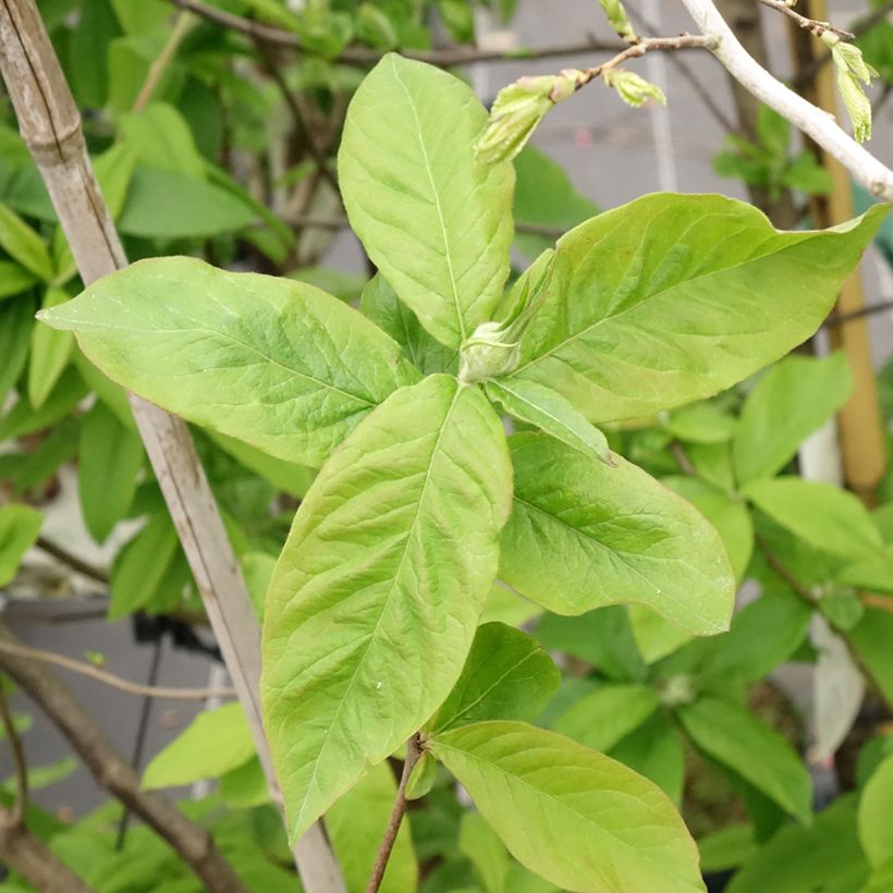 Néflier - Mespilus germanica (Foliage)